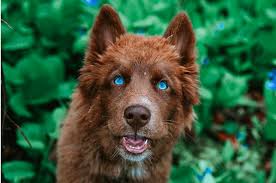 Maybe you would like to learn more about one of these? Top 21 Most Beautiful Dog Breeds In The World Today