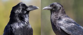 Most people forget that baby birds are actually wild animals. How To Tell The Difference Between A Crow And A Raven Colorado Virtual Library