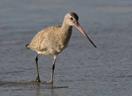 Schnepfe Schnepfe Natur Fotograf