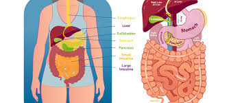 Anomalies and anatomic variants of gall bladder and biliary tract dr. Your Digestive System Digestive Disease Center Temple Health