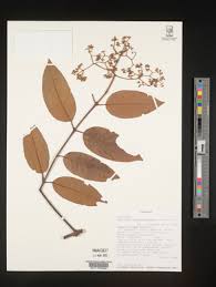 Image result for Harungana madagascariensis