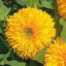 No need to register, buy now! Sunflower Seeds Tall Teddy Bear Flower Seeds In Packets Bulk Eden Brothers
