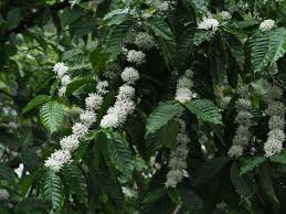 Image result for Leptactina arborescens
