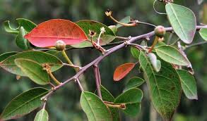 Image result for Clutia pulchella