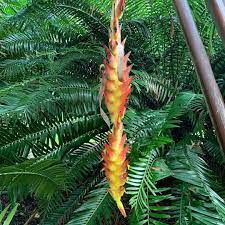 Pin On Gardens Plants And Outdoor Spaces