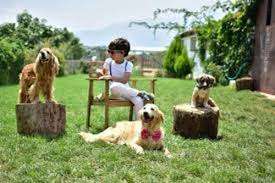 Izmir De Evcil Hayvanlarinizi Guvenle Birakabileceginiz Kedi Ve Kopek Otelleri