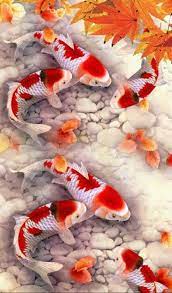 Gambar keren lukisan ikan koi 3d nyata net sehari umar sumber : Red And White Koi Koifish Seni Jalanan 3d Menggambar Ikan Koi Lukisan Hewan