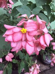 Image result for Mussaenda