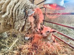 Fishpools Farm and livestock