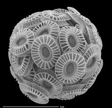 Image result for Nolletia arenosa