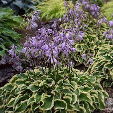 Check spelling or type a new query. Hosta Wrinkle In Time Pp29456 Walters Gardens Inc