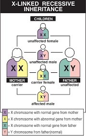 The x chromosome is significantly longer than the y chromosome and contains hundreds more this means that almost any gene on the x, even if it is recessive in the female, will. Diseases Dmd Causes Inheritance Muscular Dystrophy Association