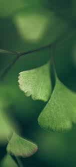 1080x2340 Wallpapers 1080x2340 Wallpapers Wallpapers 4k Free Iphone Mobile Games Green Nature Stock Wallpaper Wallpaper