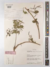 Image result for Meiostemon