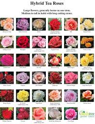 Hybrid Tea Roses Chart Hybrid Tea Roses Tea Roses