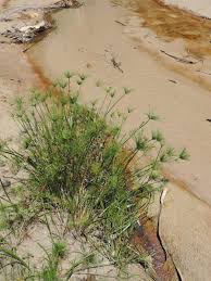 Image result for Cyperus prolifer