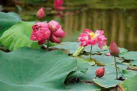 The ultimate online training to enhance your wellness practice, and increase your prosperity as a holistic practitioner, caregiver or healing arts professional. Exploring Peculiar Varieties Of Lotus Flowers In Vietnam