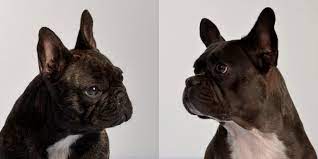 Das vierzgergut | über mich | französische bulldoggen | bordeaux doggen | welpen | oldies | wurfplanungen | foto galerie | news | kontakt | e. Lange Nasen