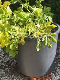 Foliage becomes mottled yellow and leaflets tend to roll up. Garden Diary April Vegetables Part 2 Piglet In Portugal