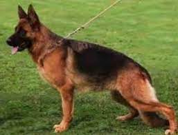 This is the price you can expect to pay for the german shepherd breed without breeding rights. Large Akc German Shepherd Puppies For Sale For Sale In Paris Texas Classified Americanlisted Com