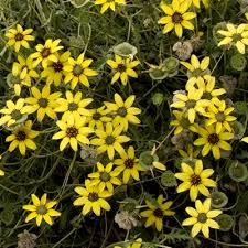 Check spelling or type a new query. Berlandiera Lyrata Chocolate Flower Daisy Asteraceae The Aster Family