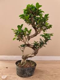 Bonsai japonca bir bileşik kelime: Bonzai And Indoor Plants Home Facebook
