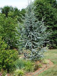 The most common type planted is the blue atlas cedar (cedrus atlantica. Full Size Picture Of Blue Atlas Cedar Glauca I Cedrus Atlantica I Blue Atlas Cedar Conifers Garden Landscape