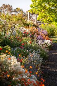 Check spelling or type a new query. Hardy Plants That Can Survive Drought And Frost In Australia Cottage Garden Australian Garden Hardy Plants