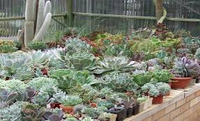 .as suppliers of succulents to the nursery trade in southern california, morphed into residence in in the klein karoo in calitzdorp, south africa. Andoran Stud Horse Agistment And Succulent Nursery Products