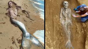 Image result for real mermaid