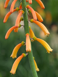 Image result for Kniphofia thomsonii