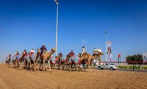 Camel races al marmoom camel race track dubai uae. Camel Racing In Dubai Editorial Photography Image Of Robot 102111057