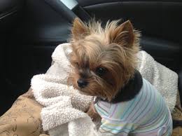 Yorkie Lola Going For Coffee With The Girls Yorkshirepuppies Yorkshire Terrier Puppies Yorkie Lap Dogs