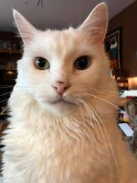 Lularoe in the Desert with Bridget Stephenson