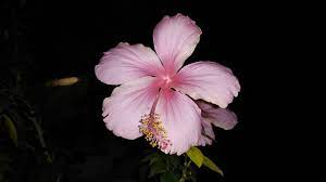 Joyous Light Pink Hibiscus Hibiscus Flowers Beautiful Flowers Hibiscus