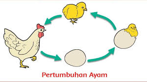 Kunci Jawaban Buku Tematik Kelas 3 Sd Halaman 125 129 Pertumbuhan Dan Perkembangan Makhluk Hidup Tribun Pontianak