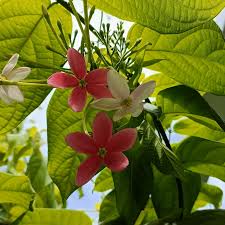 Image result for Combretaceae