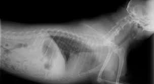 The pain from bone cancer will whittle away at your dog's spirit, while the cancer whittles away at the bone. Symptoms Of Bone Cancer In Dogs