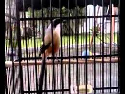 Maybe you would like to learn more about one of these? Cendet Jatim Gacor Dijual Youtube