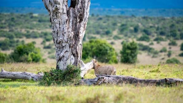 Ol Pejeta Conservancy, Kenya (@olpejeta) · London