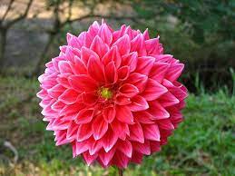 Check spelling or type a new query. Flowers Of All Kinds Different Kinds Of Flowers Types Of Flowers Beautiful Flower Arrangements