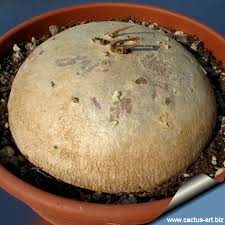 Image result for Raphionacme michelii