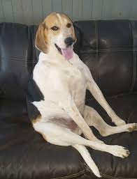 We did not find results for: 790 Dogs Ideas In 2021 Dogs I Love Dogs Puppies