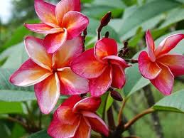 Tiger Aka J 50 Plumeria Amazing Flowers Plumeria Flowers Plumeria For Sale