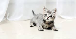 Quelles dents poussent / tombent à quel âge ? Chiens Et Chats Perdent Leurs Dents Causes Conseils