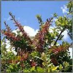 Image result for Agelanthus