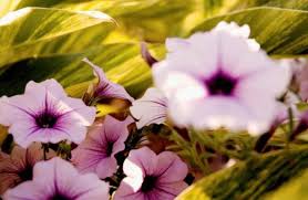 Mary Dillon Obituary (2016)