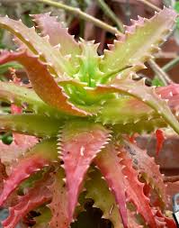 Image result for Aloe christianii