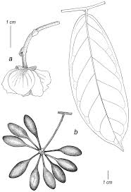 Самые новые твиты от juan roman requena (@juanromanrequen): A Taxonomic Revision Of The Neotropical Genus Cremastosperma Annonaceae Including Five New Species