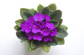 Check spelling or type a new query. How To Make African Violets Bloom Reasons Your African Violet Won T Flower